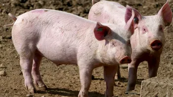 Focar de pestă porcină în România. 18.000 de animale trebuie fie sacrificate