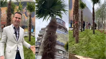 Primăria Capitalei, foc și pară pe palmierii lui Negoiță. „Centrul Bucureștiului nu e grădina lui cu maimuțe”