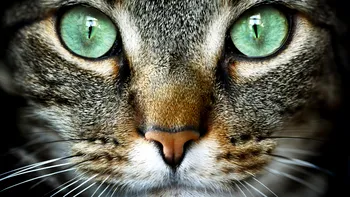De ce torc pisicile, de fapt: explicația din spatele simpaticului obicei al micilor feline