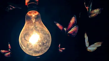 De ce sunt atrase insectele de lumina becului din casa ta. Explicația fenomenului