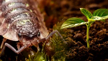 Insectele utile care mănâncă plumb, arseniu, mercur, cadmiu și cărbune