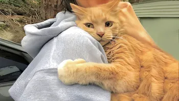 Legătura dintre om și animal, subestimată de cei mai mulți dintre noi: motive pentru care ar trebui să ne pese mai mult de prietenii noștri blănoși