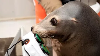 Legătura ciudată dintre delfini și jocurile video: experimentele neobișnuite ale marinei americane