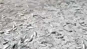 Dezastru ecologic în Ucraina. O mulțime de pești morți într-un sat din sudul țării. Ce riscuri sunt. Video  