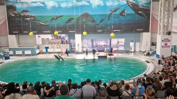 Povestea delfinilor aduși din Ucraina la Delfinariul din Constanța. Câți bani a costat salvarea lor și ce se întâmplă astăzi cu ei VIDEO