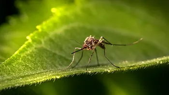 Primele cazuri de malarie, identificate după 20 de ani în SUA. Ce spun specialiștii