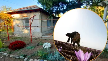 Afacerea perfectă pentru românii care stau la curte: Cum dai lovitura cu planta ”banală” care se vinde cu 10.000 de euro pe kilogram