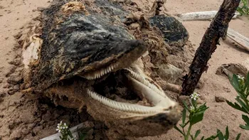 Bestia marină care a fost găsită pe o plajă. Nu seamănă cu niciun alt animal: „Mirosea a carne stricată”