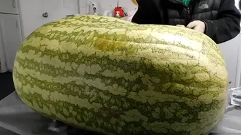 Ce au găsit doi bărbați în interiorul unui pepene de 130 de kilograme. Au filmat totul