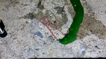 Creatura ce a băgat spaima în turiști: despre ce animal este vorba, de fapt