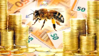 Legătura neștiută dintre albine și bani: explicațiile surprinzătoare ale cercetătorilor
