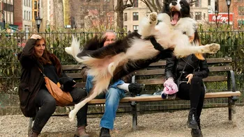 Cele mai amuzante fotografii cu animale de companie din 2023: de la pisoi buclucași, la câini ”zburători”