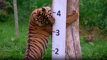 Cum poți cântări un tigru. Metoda la care nu te-ai fi gândit, legătura ciudată cu un condiment