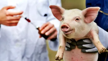 Premieră în transplantul de organe de porc la om. Ce au reușit să facă cercetătorii americani