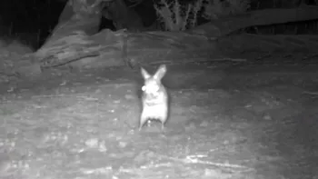 Un șoarece dintr-un specie dispărută a fost surprins de o cameră de supraveghere dintr-o pădure. Ce concluzie au tras oamenii de știință