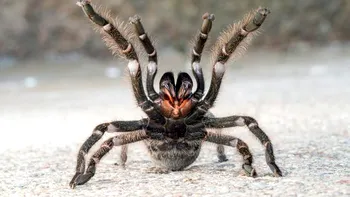 Tarantula cu „șuvițe de păr” aurii îi uimește pe cercetători. Unde trăiește această ființă uimitoare