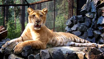 Animalele hibrid ce n-ar trebui să existe. Ce este un liger sau un tigon, cu ce probleme se confruntă asemenea specimene