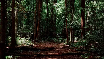 Comoara găsită de doi români într-o pădure. Câți bani pot păstra din valoarea ei. „Sentimentul este unic” - Foto