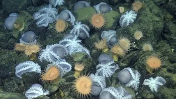 ”Creșa” de meduze din largul coastelor Californiei. Descoperirea surprinzătoare a cercetătorilor, ce secrete ascunde
