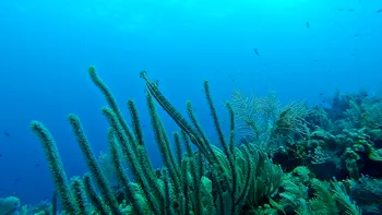 Descoperirea stranie din adâncurile Oceanului Pacific. „E ca la începutul unui film horror” - Foto