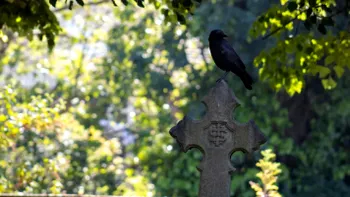 Legătura secretă a ciorilor cu moartea. ”Ritualul” misterios al păsărilor, care e scopul acestuia