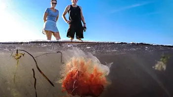Animalul care poate să gândească şi să înveţe deşi nu are creier. Descoperirea cercetătorilor despre cea mai periculoasă specie de meduze VIDEO