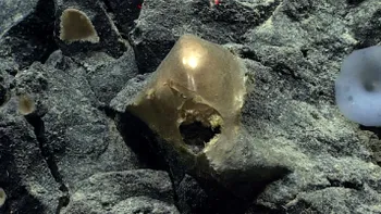 Misterul ”oului de aur” descoperit în ocean, lângă Alaska. La ce adâncime a fost găsit, ce explicație au oamenii de știință