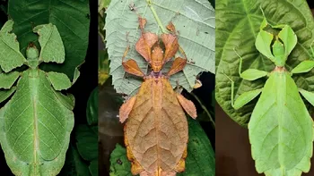 Șapte noi specii de insecte-frunză au fost descoperite. De ce este importantă cunoașterea lor, ce le face speciale