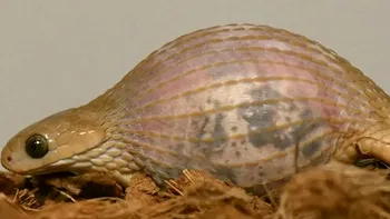 Șarpele care le face de rușine pe marile reptile constrictoare. Cât de mult își poate deschide gura pentru a-și înghiți prada, ce preferă să mănânce