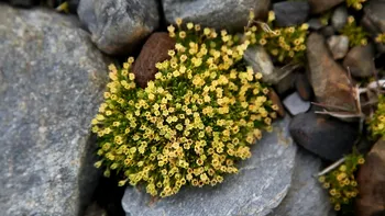 Schimbările climatice apropie Antarctica de un ”punct critic”. De ce răspândirea plantelor este un semn rău, ce spun cercetătorii
