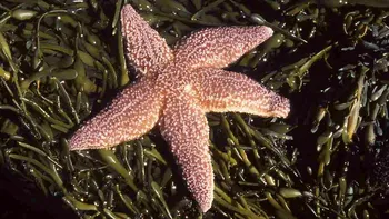 Stelele de mare ascund un secret ce te va pune pe gânduri. Diferența tulburătoare față de imaginea acestei specii creată de ”Finding Nemo”, ce au descoperit cercetătorii