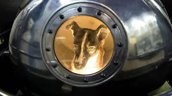 Prima ființă din spațiu nu a fost un om. Trista poveste a cățelușei Laika, trimisă de ruși la moarte