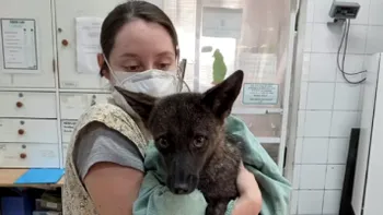 VIDEO Un animal hibrid câine-vulpe, descoperit în premieră. Cum a fost denumit, ce s-a întâmplat cu ciudatul exemplar
