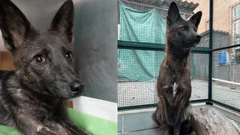 Animalul bizar, descoperit întâmplător. Ce specie este, cum a fost posibilă nașterea lui