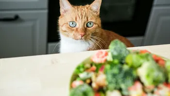 Cât de sănătos este să-ți hrănești pisica cu mâncare vegană, de fapt. La ce concluzie au ajuns cercetătorii