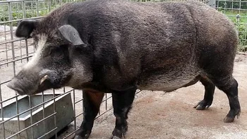 Ce este porcul mistreț hibrid. Cum a apărut, de ce reprezintă un pericol