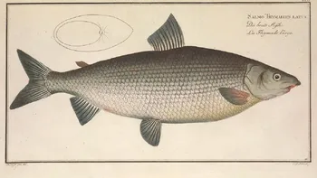 Ce s-a întâmplat cu o specie de pește dispărută, de fapt. Surpriza pe care au avut-o oamenii de știință, ce au descoperit