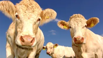 Ce sunt „magneții de vacă”, de fapt. Teoriile conspirației nu funcționează în acest caz, de ce sunt introduși în animale