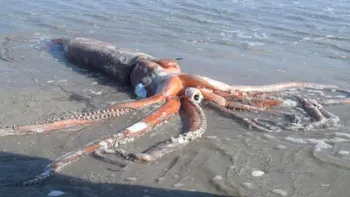 De ce calamarul gigant nu poate fi ținut în captivitate. Care este explicația, ce spun specialiștii