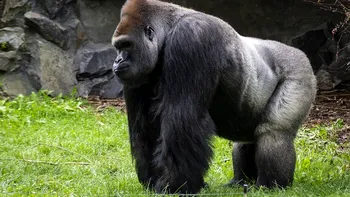 De ce gorilele de munte nu pot fi ținute la Zoo. Caracteristicile care le fac vulnerabile, ce tentative au fost făcute