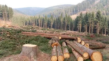 Defrișările globale se accentuează: Pericolul pentru oameni, climă și biodiversitate