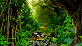 Descoperirea incredibilă a cercetătorilor care poate schimba istoria umană. Ce se întâmplă, de fapt, în jungla amazoniană