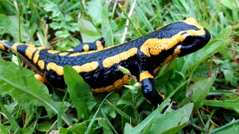 Dispariția amfibienilor de pe Pământ este tot mai aproape. Care este cauza, ce consecințe ar avea această extincție