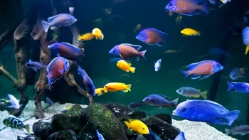 Lacul din Africa plin cu pești hibrizi. Cum au evoluat cele peste 500 de specii ce îl populează, care este explicația specialiștilor