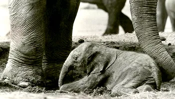 Povestea tristă a unicului elefant hibrid din lume. Cât a trăit, ce s-a întâmplat cu el