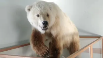 Hibridul ciudat dintre un urs grizzly și un urs polar: Ce este un pizzly, „mascota” încălzirii globale