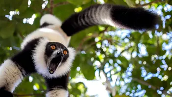 Cele mai amuzante animale sălbatice. Concursul de fotografie care te binedispune