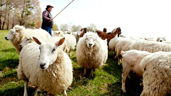 Domesticirea animalelor ne-a ajutat, dar ne-a creat și probleme. Care sunt consecințele directe ale acestei activități umane