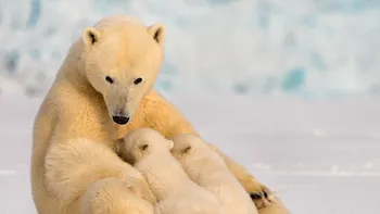 Ce gust are laptele de urs polar, de fapt. Oamenii de știință l-au încercat