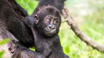 Netflix a lansat o emisiune ieșită din comun. Ce este Baby Animal Cam: A weekly live show, de fapt